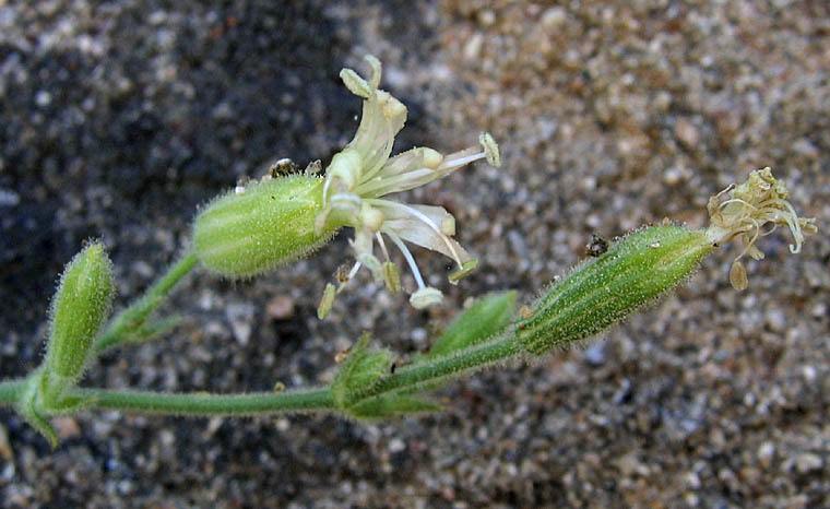 Detailed Picture 2 of Silene verecunda
