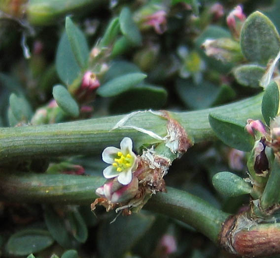 Detailed Picture 2 of Polygonum aviculare ssp. depressum