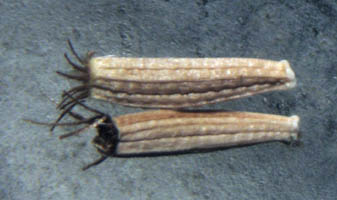 Detailed Picture 6 of Stephanomeria exigua ssp. coronaria