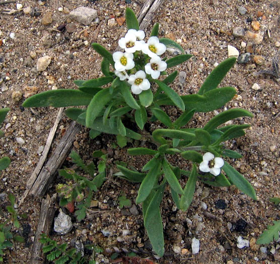 Detailed Picture 6 of Lobularia maritima