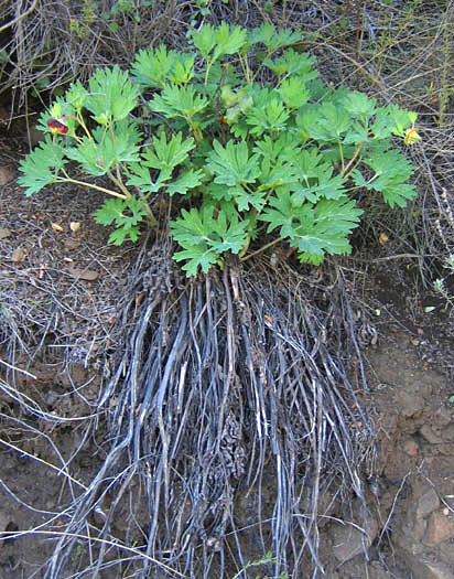 Detailed Picture 4 of Paeonia californica