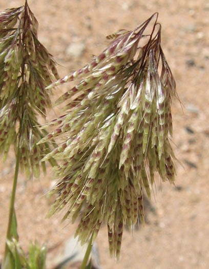 Detailed Picture 3 of Lamarckia aurea