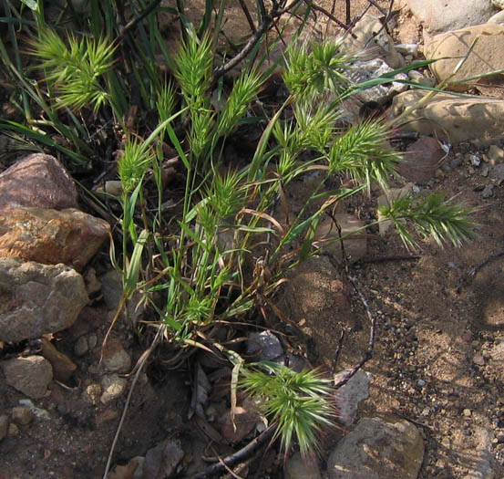 Detailed Picture 3 of Bromus rubens