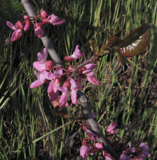 Detailed Picture 2 of Cercis occidentalis