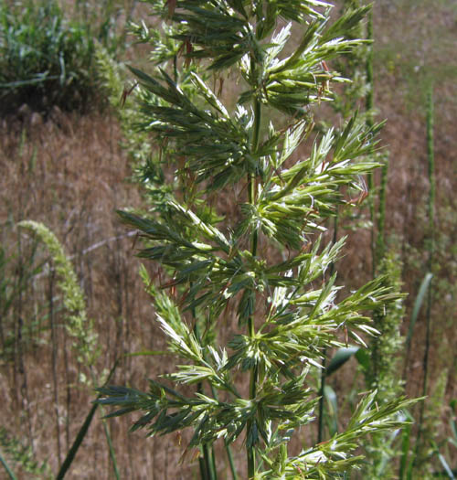 Detailed Picture 2 of Elymus condensatus