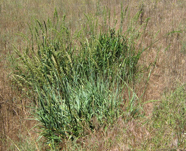Detailed Picture 6 of Elymus condensatus