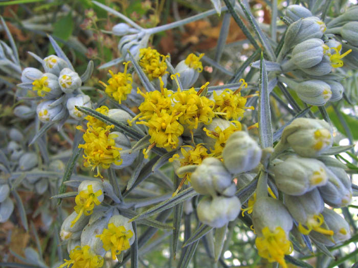 Detailed Picture 1 of Tetradymia comosa