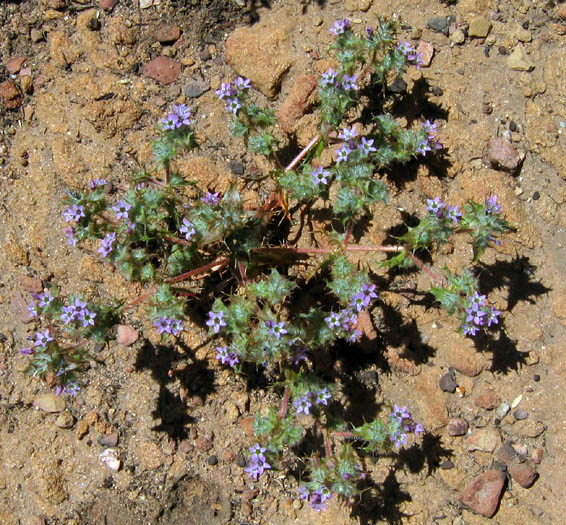 Detailed Picture 3 of Navarretia hamata ssp. hamata