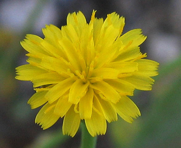 Detailed Picture 1 of Hypochaeris glabra