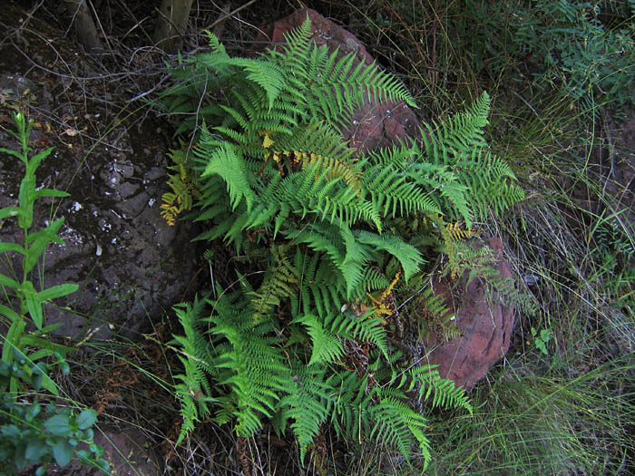 Detailed Picture 3 of Dryopteris arguta