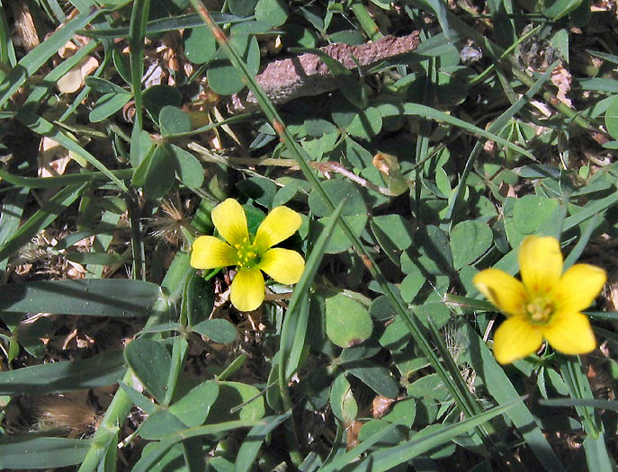 Detailed Picture 4 of Oxalis corniculata