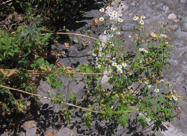 Detailed Picture 3 of Tanacetum parthenium