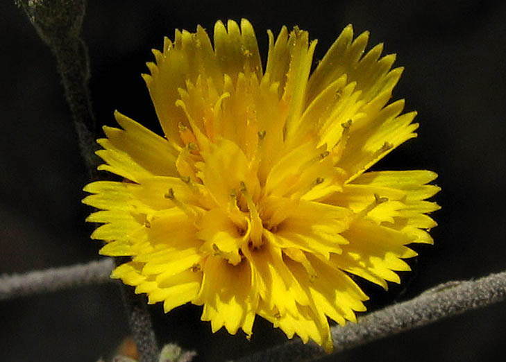 Detailed Picture 1 of Hieracium argutum