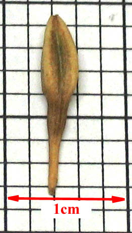 Detailed Picture 6 of Oenothera suffrutescens