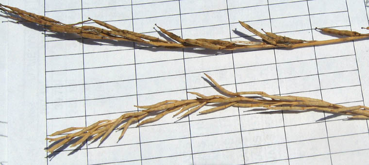 Detailed Picture 8 of Hirschfeldia incana