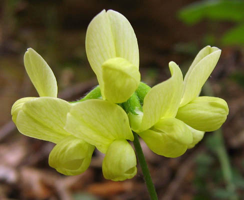 Detailed Picture 1 of Acmispon grandiflorus var. grandiflorus
