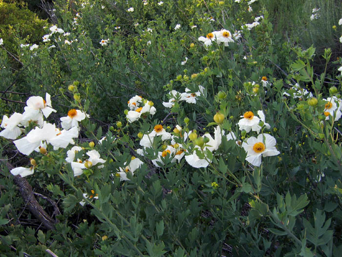 Detailed Picture 4 of Romneya coulteri