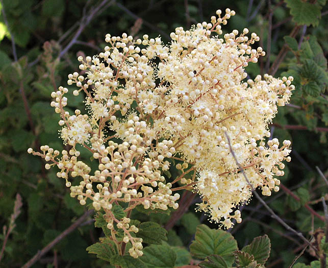 Detailed Picture 3 of Holodiscus discolor var. discolor