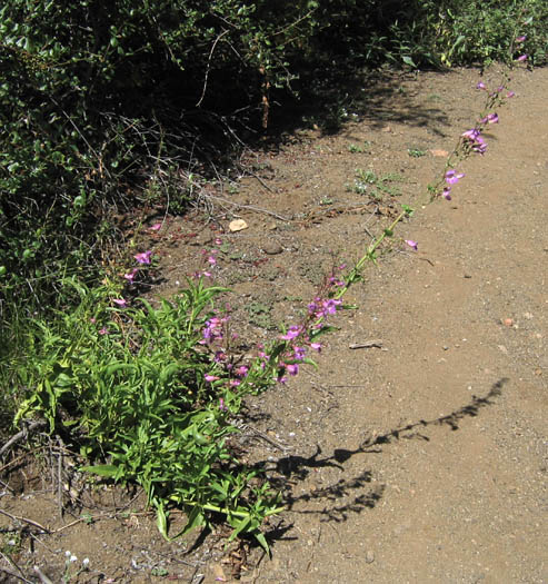 Detailed Picture 5 of Penstemon spectabilis var. subviscosus
