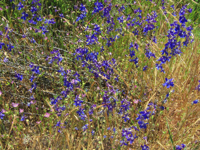 Detailed Picture 10 of Delphinium parryi ssp. parryi