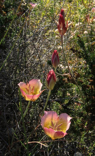 Detailed Picture 6 of Calochortus plummerae
