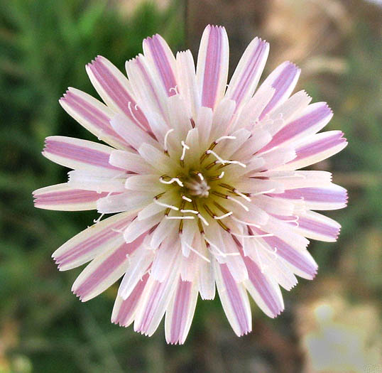 Detailed Picture 1 of Malacothrix saxatilis var. tenuifolia