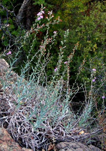 Detailed Picture 4 of Stephanomeria cichoriacea