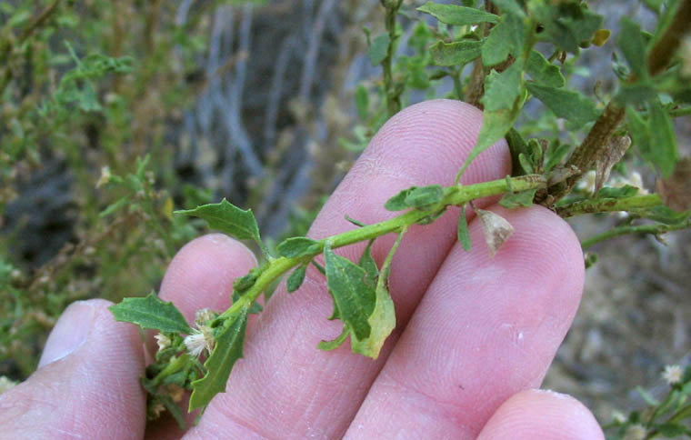 Detailed Picture 5 of Baccharis pilularis ssp. consanguinea