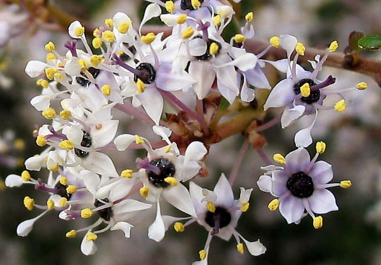 Detailed Picture 3 of Ceanothus megacarpus var. megacarpus