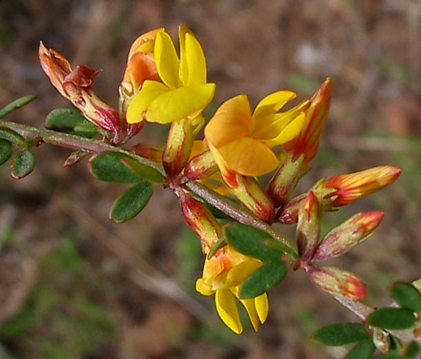 Detailed Picture 2 of Acmispon glaber