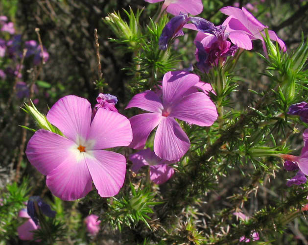 Detailed Picture 1 of Linanthus californicus