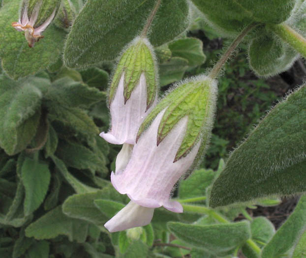 Detailed Picture 1 of Lepechinia fragrans