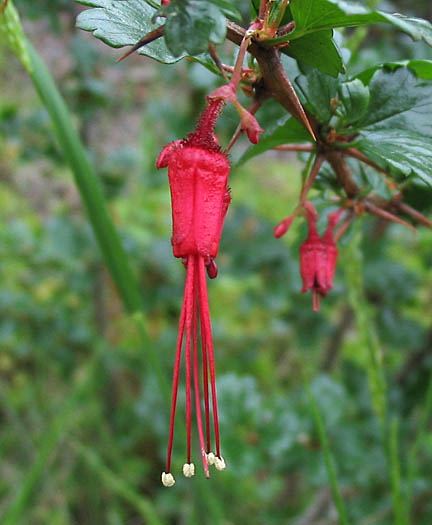 Detailed Picture 2 of Ribes speciosum