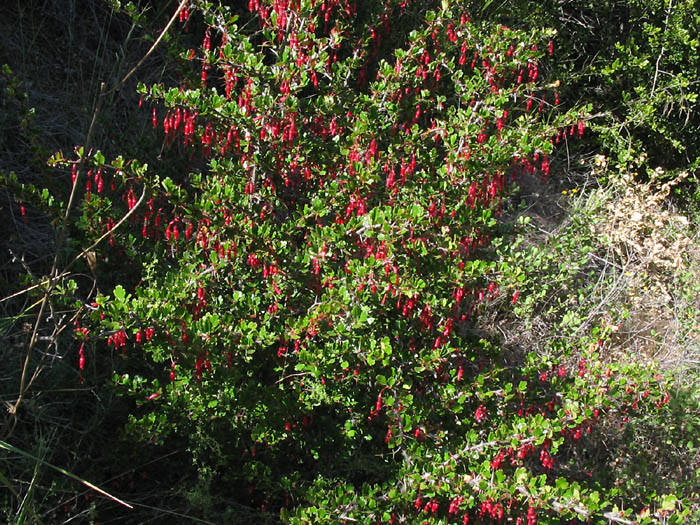 Detailed Picture 5 of Ribes speciosum
