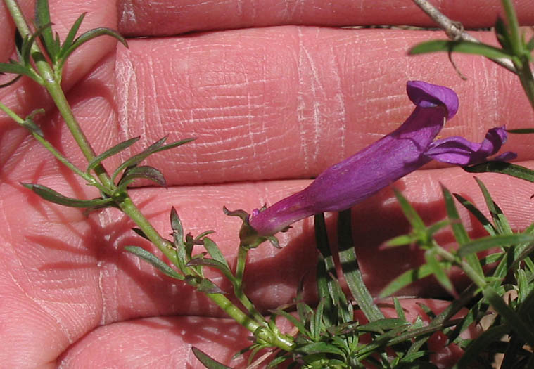 Detailed Picture 6 of Penstemon heterophyllus var. australis