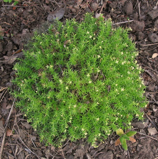 Detailed Picture 4 of Galium andrewsii
