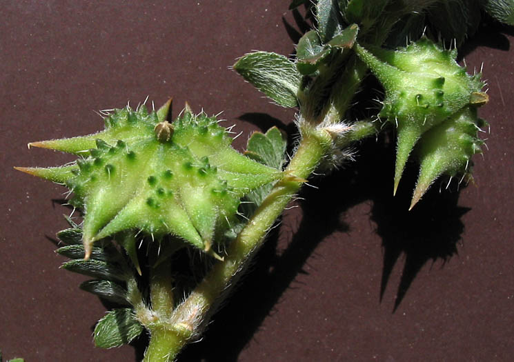 Detailed Picture 6 of Tribulus terrestris