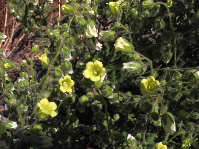Detailed Picture 3 of Emmenanthe penduliflora