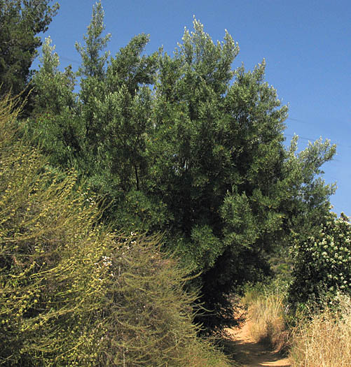 Detailed Picture 6 of Olea europaea