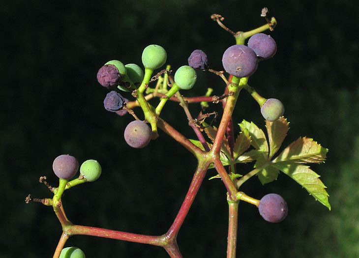 Detailed Picture 7 of Parthenocissus inserta