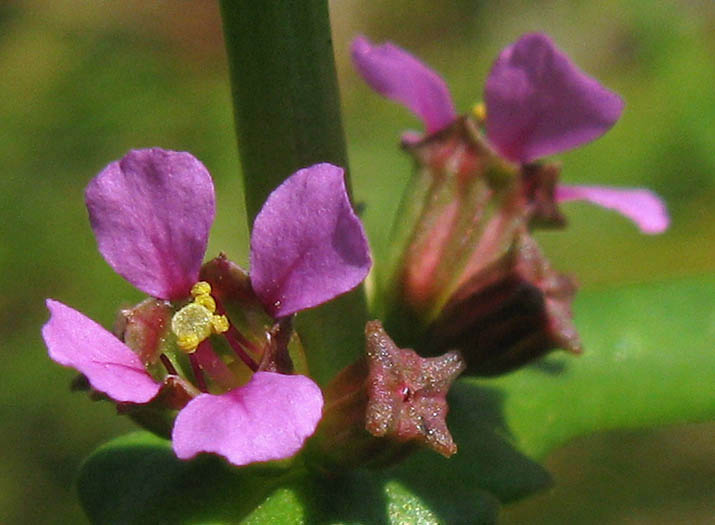 Detailed Picture 1 of Ammannia coccinea