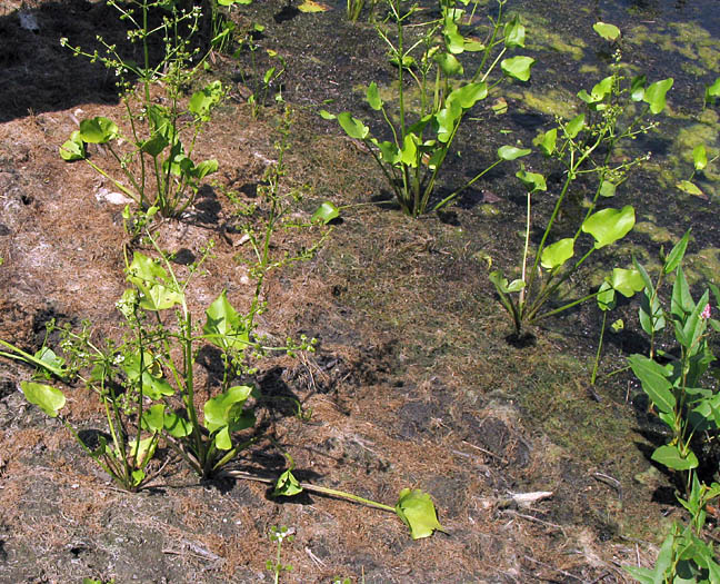 Detailed Picture 4 of Echinodorus berteroi