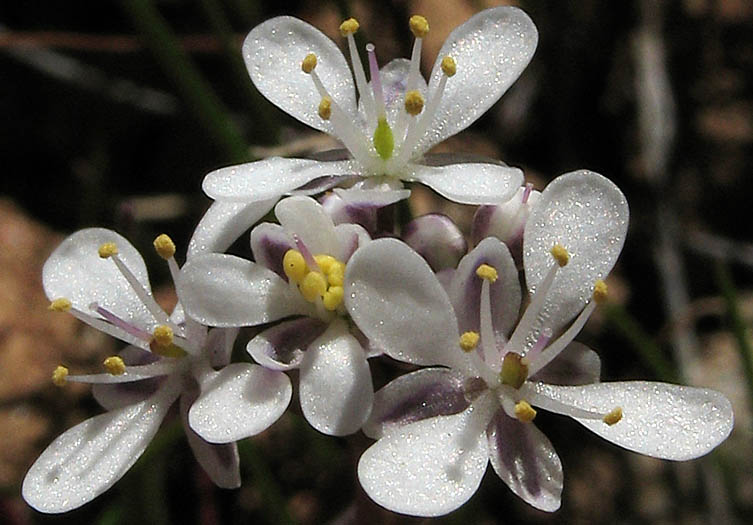 Detailed Picture 1 of Thysanocarpus conchuliferus