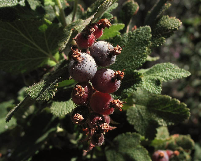 Detailed Picture 6 of Ribes malvaceum