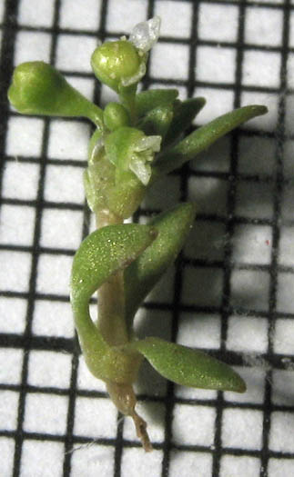 Detailed Picture 7 of Montia fontana