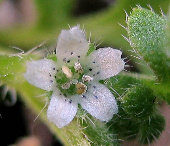 Detailed Picture 1 of Nemophila pedunculata