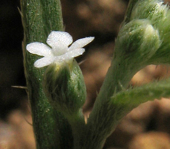 Detailed Picture 2 of Pectocarya penicillata