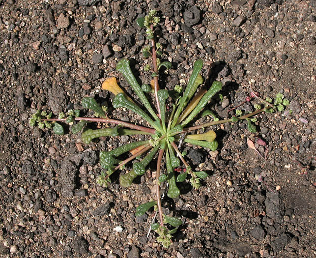 Detailed Picture 4 of Calyptridium monandrum