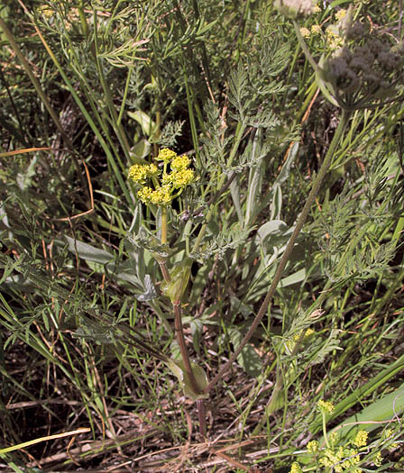 Detailed Picture 4 of Lomatium utriculatum