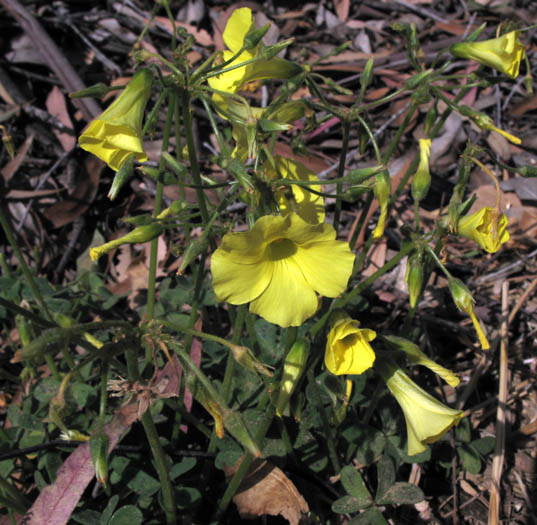 Detailed Picture 4 of Oxalis pes-caprae